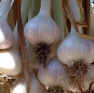 German Porcelain Garlic 1
