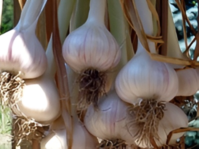 German Porcelain Garlic 1