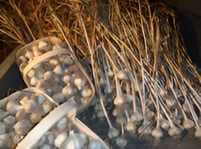 German Porcelain Garlic 2