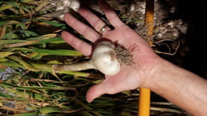NY State Fair Garlic Competition 2 (1)