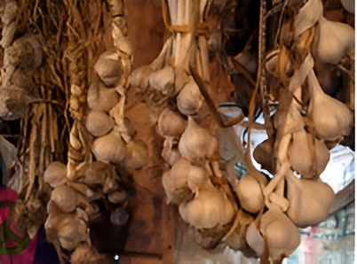 Ransom Hill Garlic 1