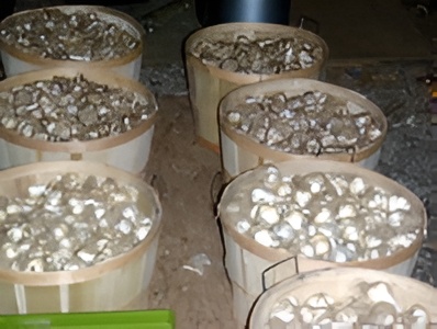 Ransom Hill Garlic 4
