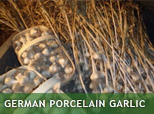german porcelain garlic (1)