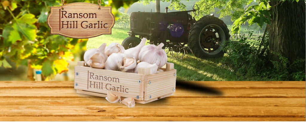 ranson hill garlic